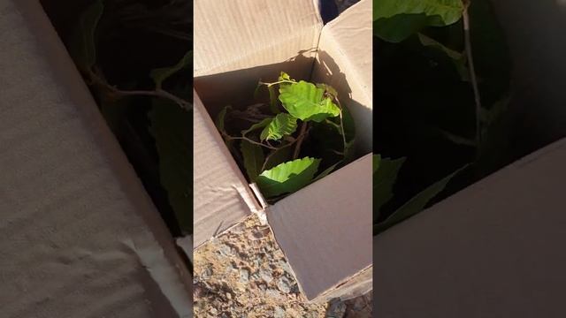 Распаковка посылки с саженцем каштана смотреть онлайн