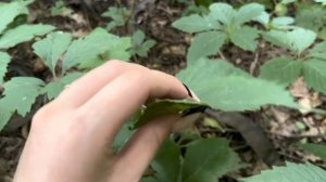 АСМР НА УЛИЦЕ, ЗВУКИ ПРИРОДЫ 🍃✨