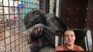 Обезьяны подрались // Показываю зубы обезьяны// Делюсь новостями