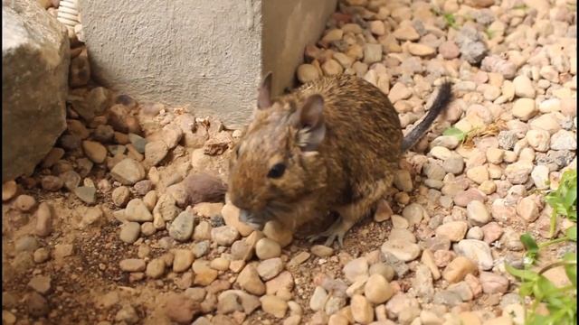 ГРЫЗУНЫ: джунгарский хомяк, дегу, шиншила, морская свинка. смотреть онлайн