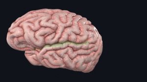 Полушария и доли головного мозга анатомия / Неврология