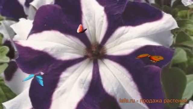Петуния грандифлора Тритуния Блю Стар ? обзор: как сажать, семена петунии Тритуния Блю Стар смотреть онлайн