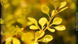 ❀ Барбарис Тунберга: лучшие сорта