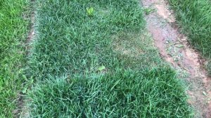 Укладка газона с удобрениями и без! Смотри на результат тут!