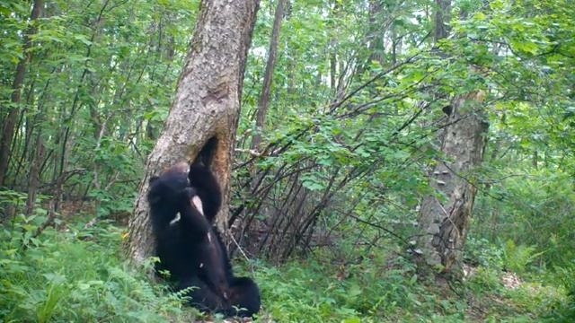 день из жизни диких животных смотреть онлайн