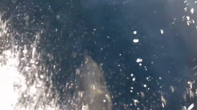 Крым, май 2016, дельфины смотреть онлайн