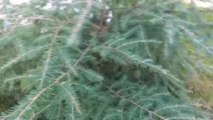Хвойные растения в саду Ч.4. Conifers in garden Part 4.