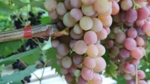 ИНТРИГА И ЭЛЬДОРАДО!🍇🍇🍇.mp4 WhatsApp и Viber +79528500417, Тел. +79054033245.