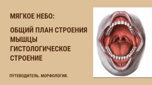 Мягкое небо. Общий план строения. Мышцы. Гистологическое строение