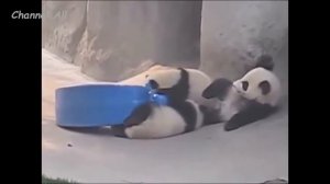 Панды! Смешные и Милые! Funny Panda   Забавная Видео Подборка   1