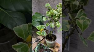 Триангулярис: как я с ним подружилась.