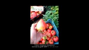 томат Бычье Сердце Розовое  самый вкусный томат