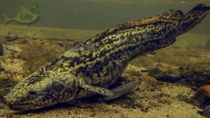 Секреты ловли налима поздней осенью в октябре ноябре! Как ловить налима во второй половине осени?