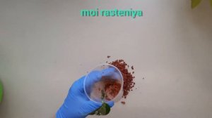 Эпипремнум Пиннатум вариегатный, пересадка.
