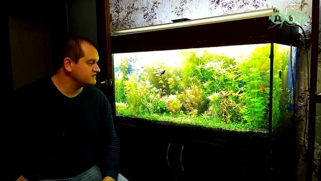 Все СЕКРЕТЫ выращивания АКВАРИУМНЫХ растений от Артема! 2 часть
