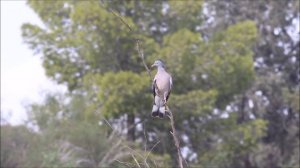 Common Wood Pigeon nesting in Cyprus (Columba palumbus) Φάσσα.