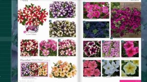 АМПЕЛЬНЫЕ ПЕТУНИИ AMORE и FANFARE