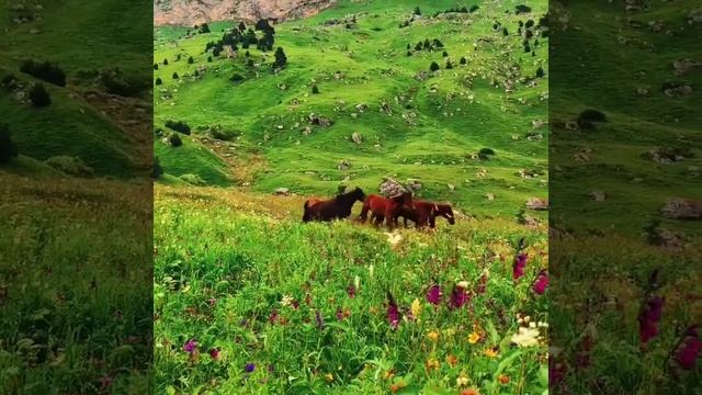 Лошади на природе до чего же красиво ? смотреть онлайн