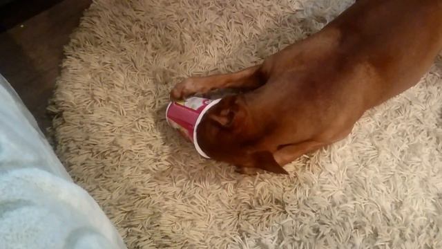 Цвергпинчер смотреть онлайн