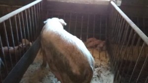 свиноводство, моя ферма