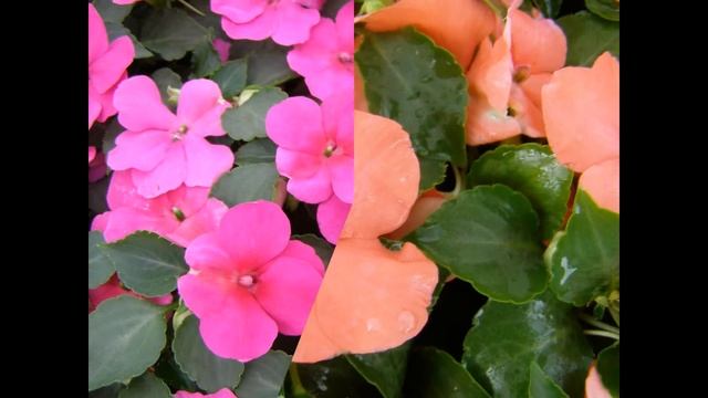 БАЛЬЗАМИН,  или  НЕДОТРОГА  (IMPATIENS)  сем. Бальзаминовые