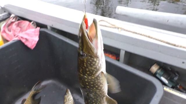 Рыбалка и Охота в Карелии ч1. По заливам Онежского озера. смотреть онлайн