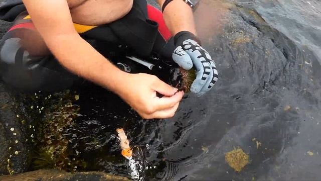 Морской еж как есть...Икра морских ежей - элексир молодости! Как ловить и разделывать морского ежа смотреть онлайн