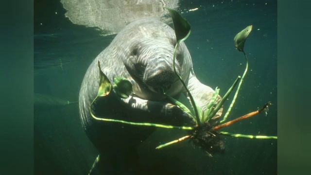 19 февраля - День защиты морских млекопитающих. ЛАМАНТИНЫ. Степанова Н.Л. смотреть онлайн