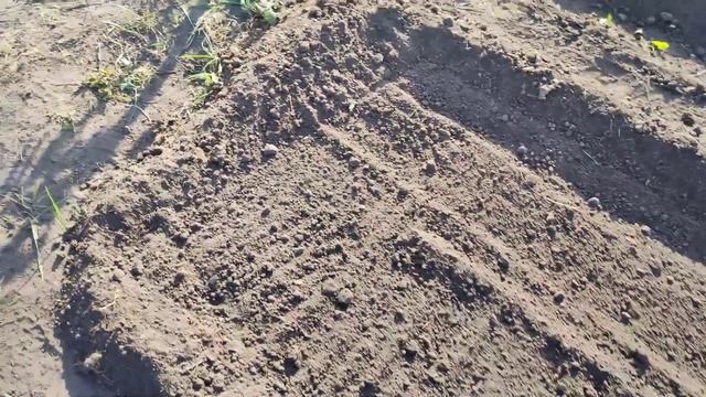 ГОТОВЬТЕ грядку под чеснок ЗАРАНЕЕ! Как ПРАВИЛЬНО подготовить ГРЯДКУ для ЧЕСНОКА. Посев СИДЕРАТОВ. смотреть онлайн