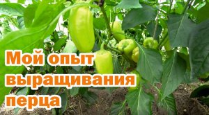 Ошибки и достижения при выращивании болгарского перца