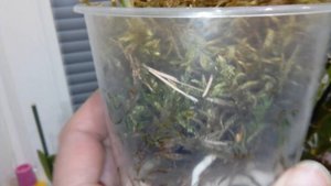 Кейки?Как посадить деток орхидеи?)Дендробиум Нобиле