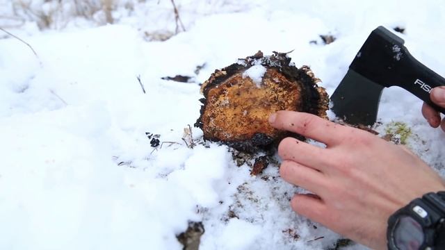 В поисках Берёзовой Чаги и Лесное Приключение... смотреть онлайн