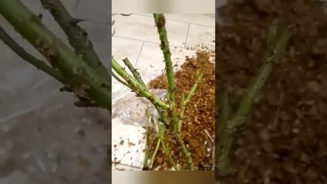 Распаковка и обзор саженцев из питомника "Розина" смотреть онлайн