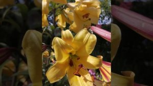 Лучшие сорта лилий:Трубчатая лилия "Голден сплендор"