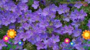 Герань гибридная Синий Джонсона. Краткий обзор, описание geranium x hibridum Johnson`s Blue
