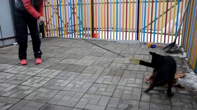 Щенки немецкой овчарки рабочего разведения (Оззи, продается) смотреть онлайн