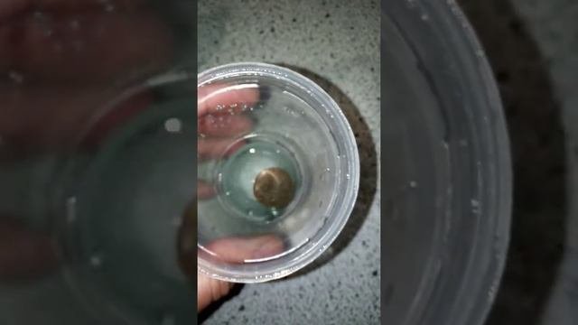 супер средство чистка монет за 5 секунд амиак+перекись водорода