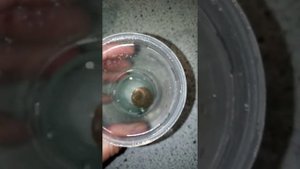 супер средство чистка монет за 5 секунд амиак+перекись водорода