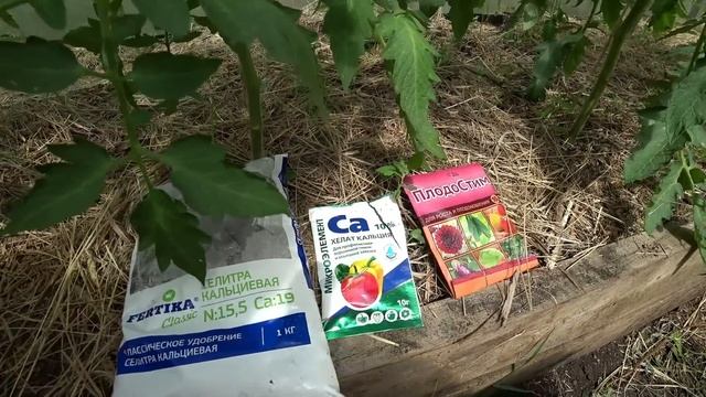 Когда и как делать профилактику вершинной гнили на томатах?