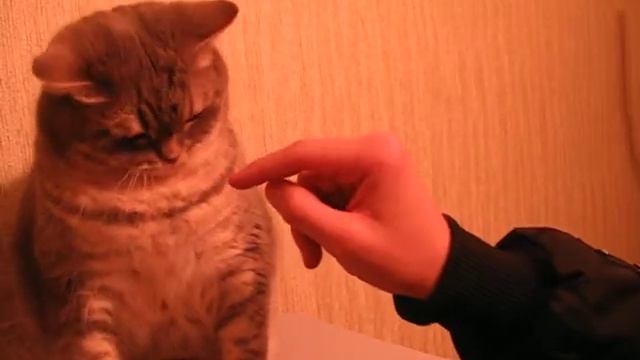 Иногда и кошки рычат. смотреть онлайн