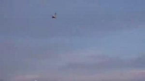 охота на утку на Алтае