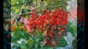 Лимонник китайский – ягода жизненной силы