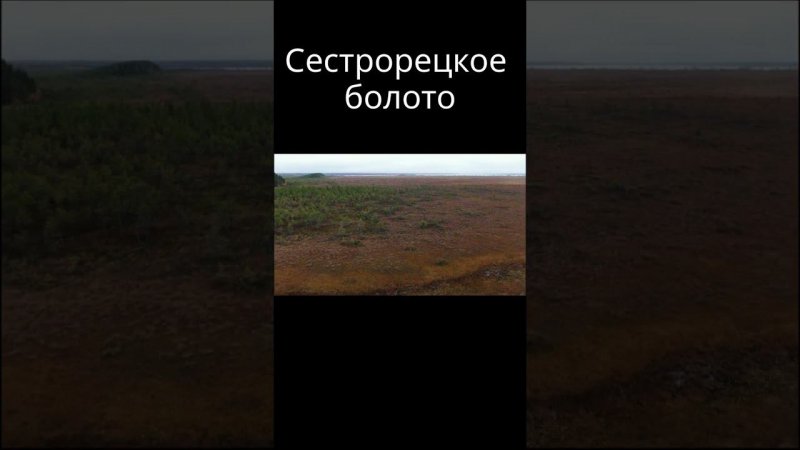 Сестрорецкое болото c дрона. Феноменальная красота! #drone #dronevideo #природа #nature #wildlife