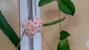 Хойя - сказочный цветок, советы по уходу.