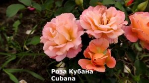 ТОП 35 - Любимые сорта, розы шрабы. Новинки, ADR, проверенные сорта. Надежные и неприхотливые.