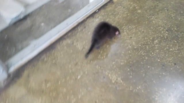 Ангорский хорек, самочка по кличке Клякса. смотреть онлайн