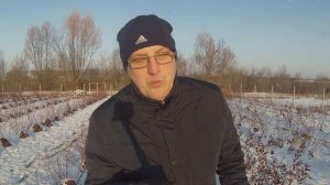 Голубика - это высокорентабельный бизнес.