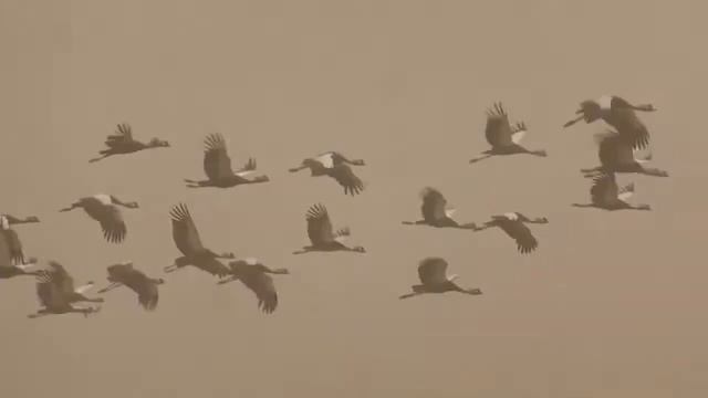 ЖУРАВЛИ - Семейство танцующих птиц смотреть онлайн