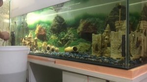 РАКИ В АКВАРИУМ!!! Раки и плотва из пруда в домашний аквариум!!!