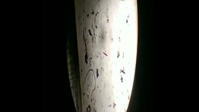 инфузории в воде из аквариума.